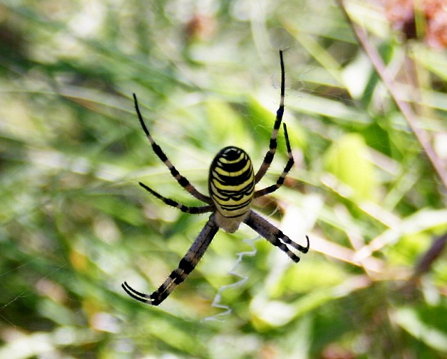 ARAIGNEE ARGIOPE FRELON.