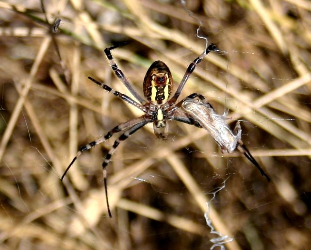 ARAIGNEE ARGIOPE FRELON.