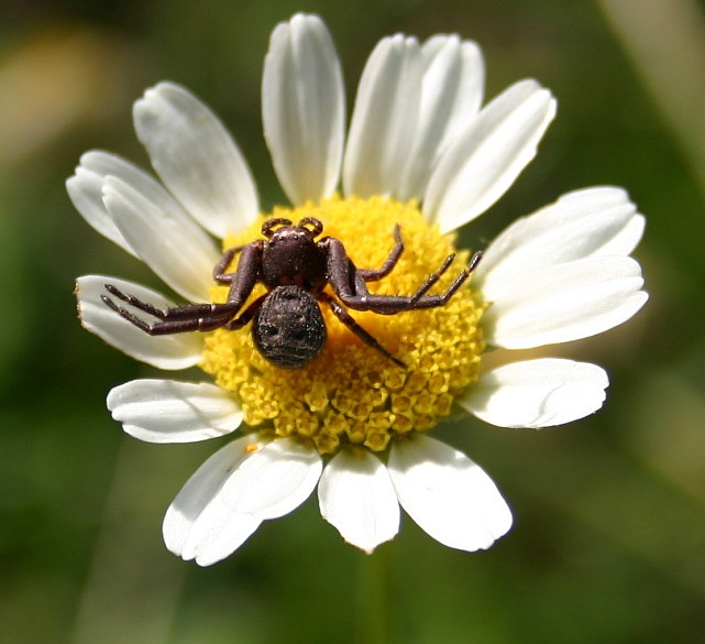 ARAIGNEE CRABE MARRON.