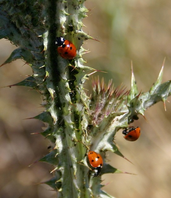 COCCINELLE 7 POINTS ORANGE ET ROUGE.