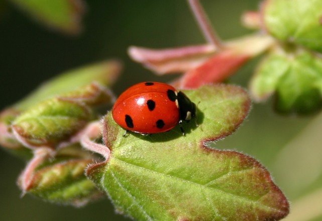 COCCINELLE 7 POINTS ROUGE.