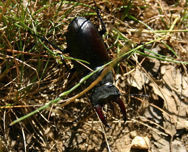 COLEOPTERE LUCANE CERF-VOLANT MALE.