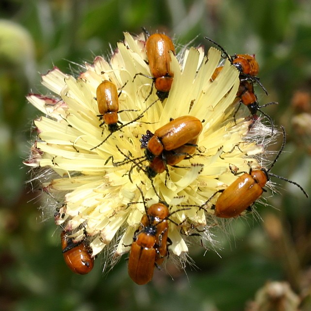 COLEOPTERE LUCITANIUM LA VIE EN FAMILLE.