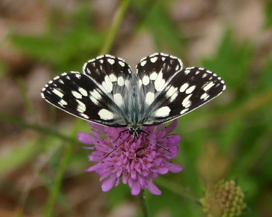 PAPILLON DEMI DEUIL.