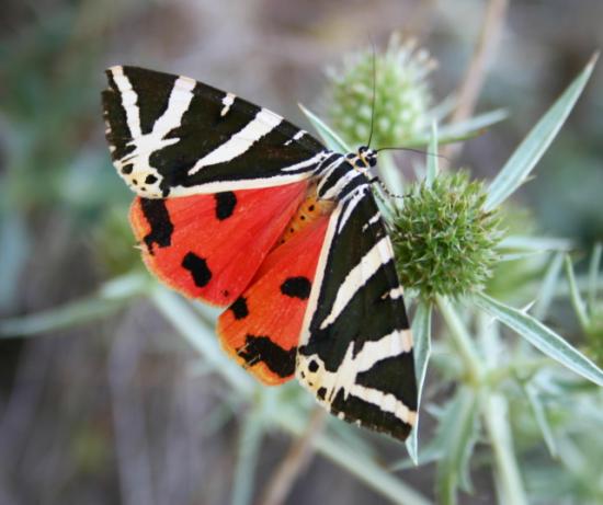 PAPILLON ECAILLE CHINEE.