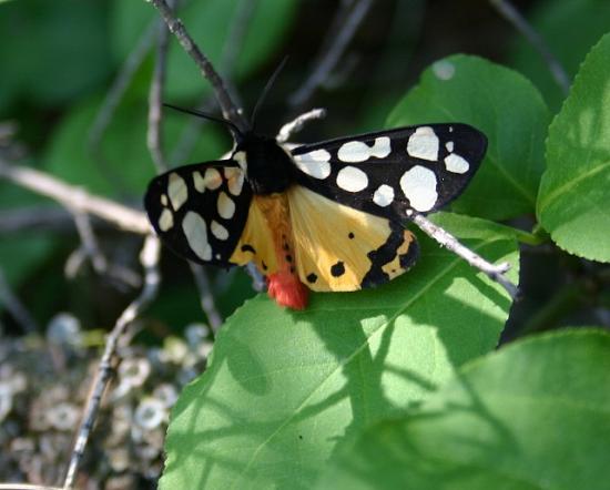 PAPILLON ECAILLE MARTRE.