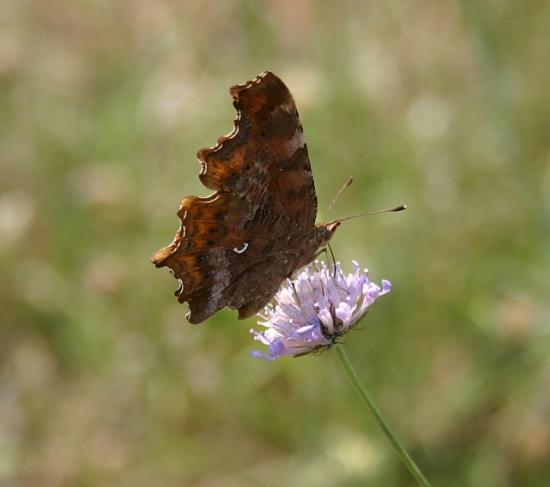 PAPILLON ROBERT LE DIABLE.