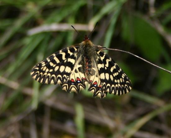 PAPILLON LA DIANE.