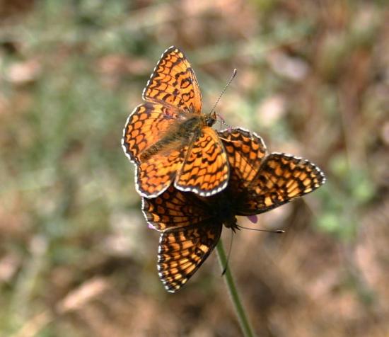 PAPILLON LA MELITEE DES LINAIRES EN COUPLE.