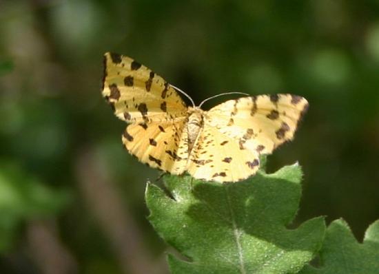 PAPILLON LA PANTHERE.