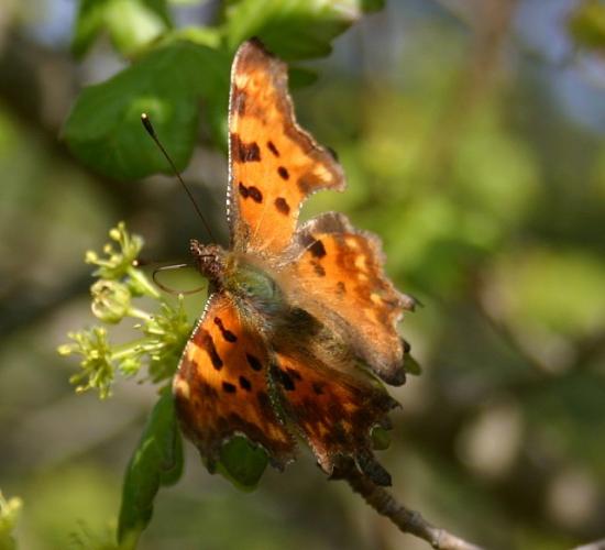 PAPILLON LA VANESSE DES PARIETAIRE.