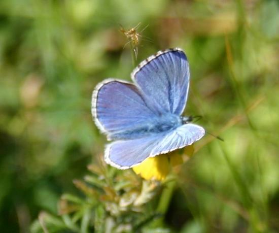 PAPILLON ARGUS BLEU.