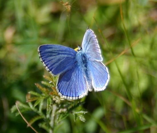 PAPILLON ARGUS BLEU.