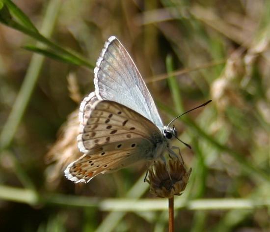 PAPILLON ARGUS BLEU NACRE.