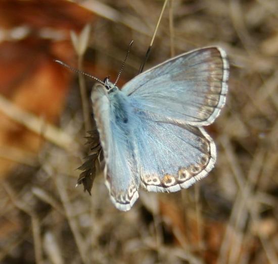 PAPILLON ARGUS BLEU NACRE.