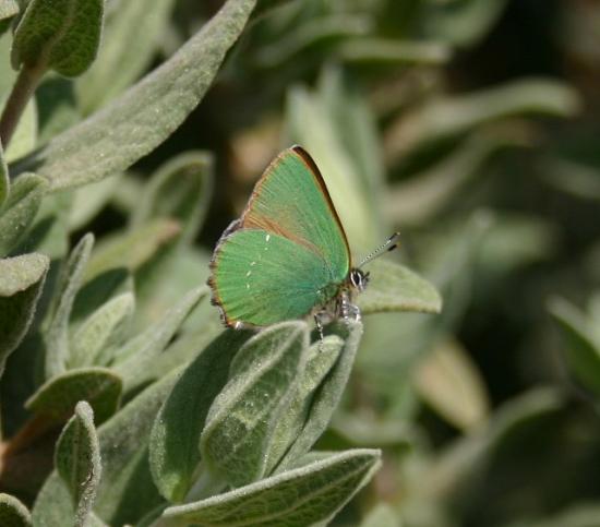 PAPILLON ARGUS VERT.