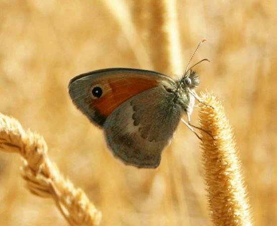 PAPILLON LE FADET COMMUN.