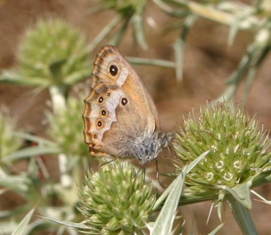 PAPILLON LE FADET DES GARRIGUES.