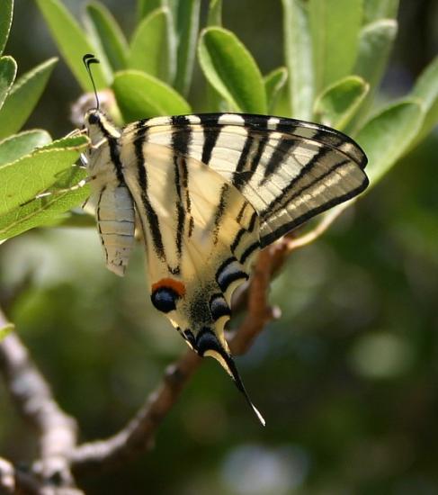 PAPILLON LE FLAMBE.