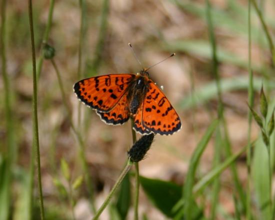 PAPILLON LE NACRE TYRRHENIEN.