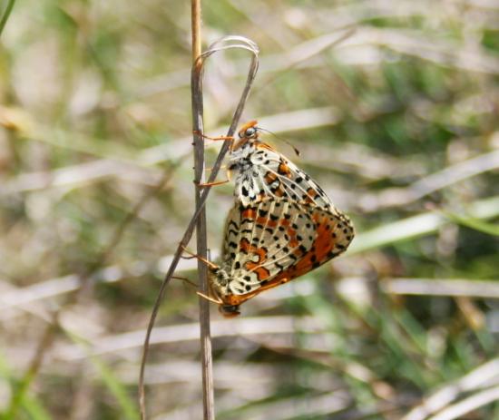 PAPILLON LE NACRE TYRRENIEN EN COUPLE.