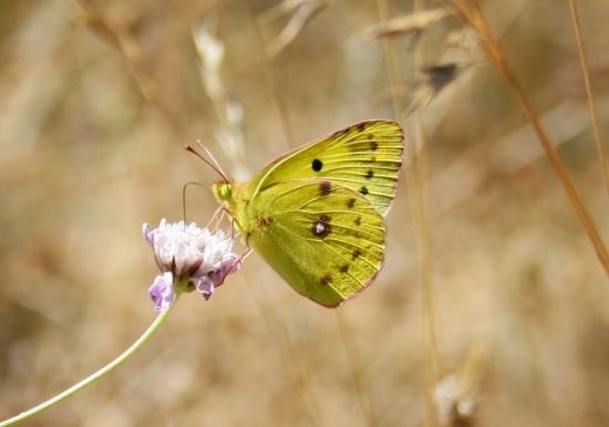 PAPILLON LE SOUCI.