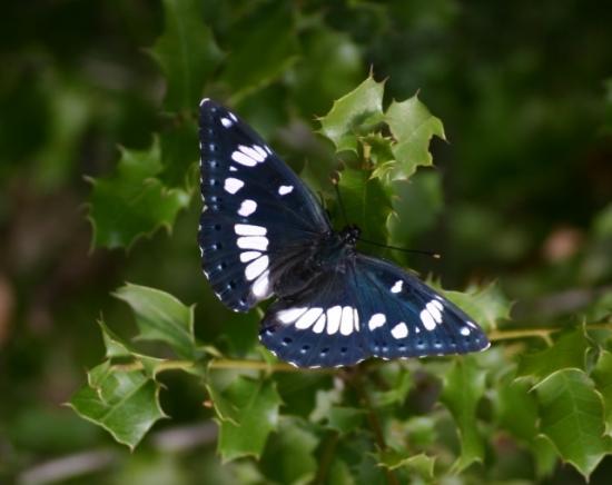 PAPILLON LE SYLVAIN DES SPIREES.