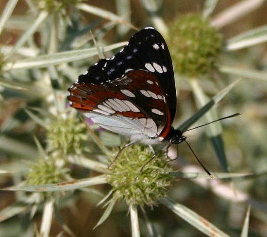 PAPILLON LE SYLVAIN DES SPIREES.