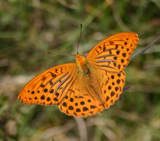 PAPILLON LE TABAC D'ESPAGNE.