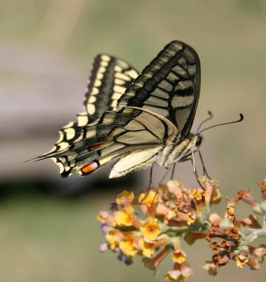 PAPILLON LE MACHAON.