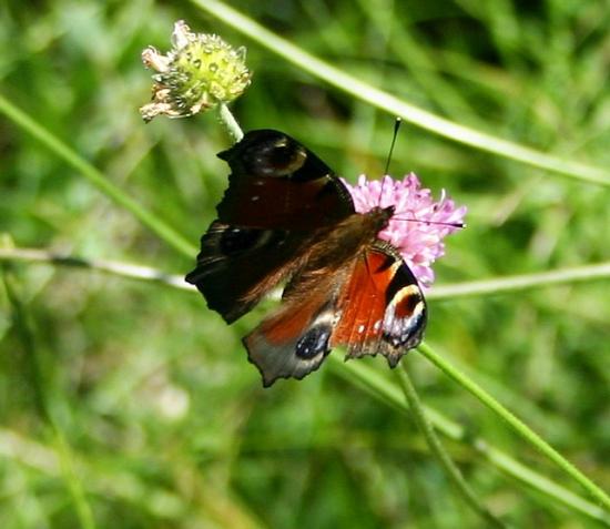 PAPILLON PAON DU JOUR.