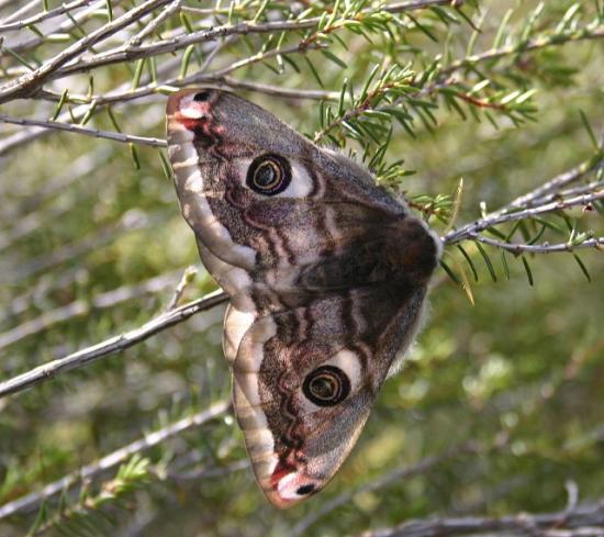 PAPILLON PAON DE NUIT.