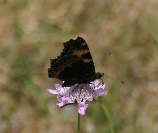 PAPILLON PETITE TORTUE.