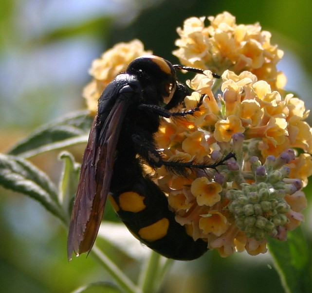 LA SCOLIE DES JARDINS.