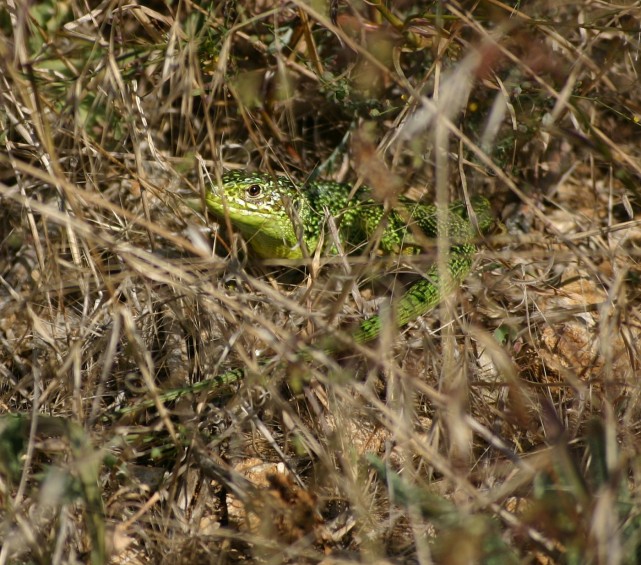 LEZARD VERT.