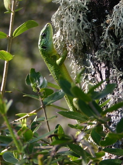 LEZARD VERT.