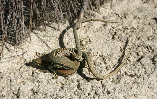 LEZARDS DES MURAILLES EN COUPLE.