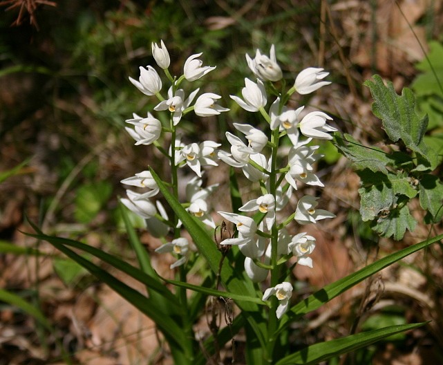 ORCHIDACEAE CEPHALANTHERE A LONGUES FEUILLES.