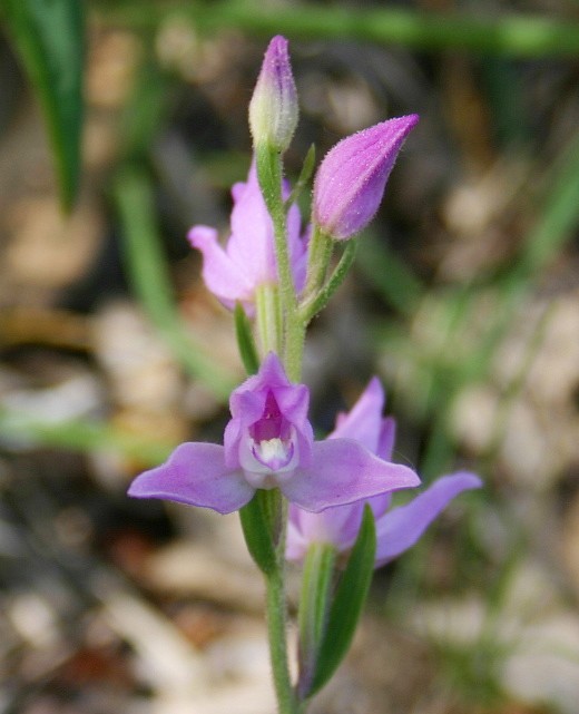 ORCHIDACEAE CEPHALANTHERE ROSE.