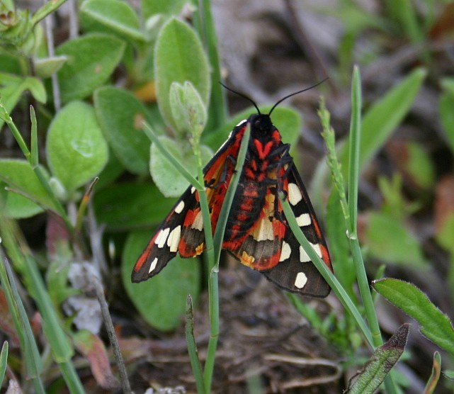 PAPILLON ECAILLE MARTRE .