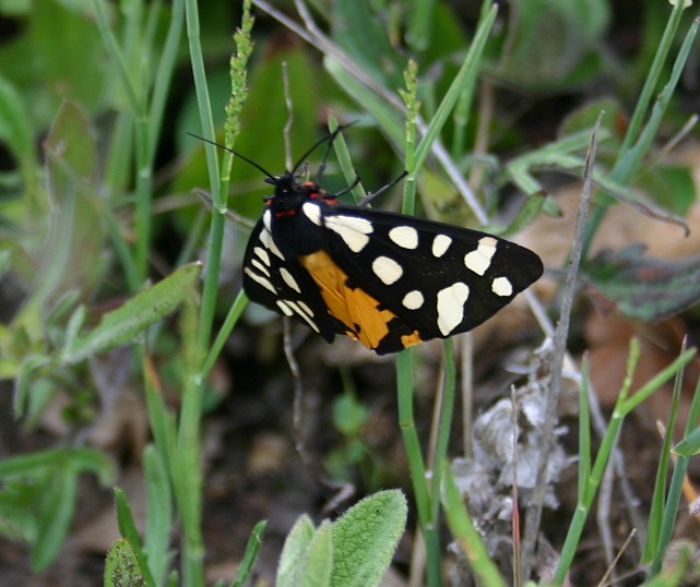 PAPILLON ECAILLE MARTRE .