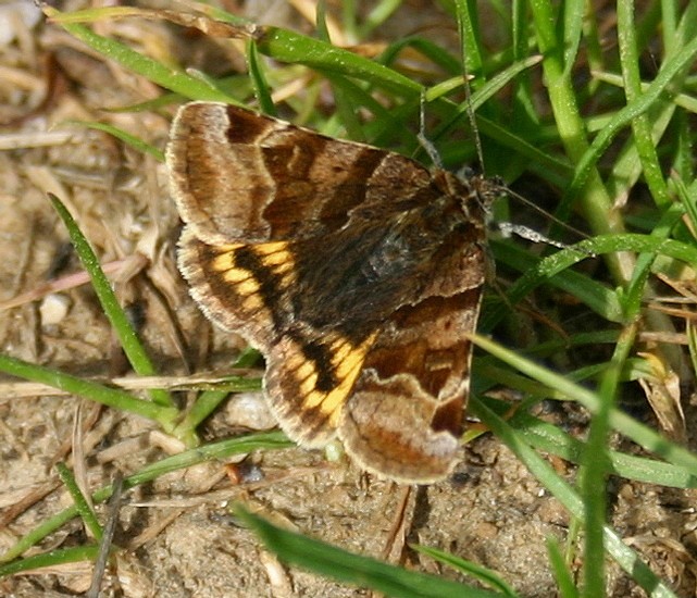 PAPILLON HESPERIE DU DACTYLE .