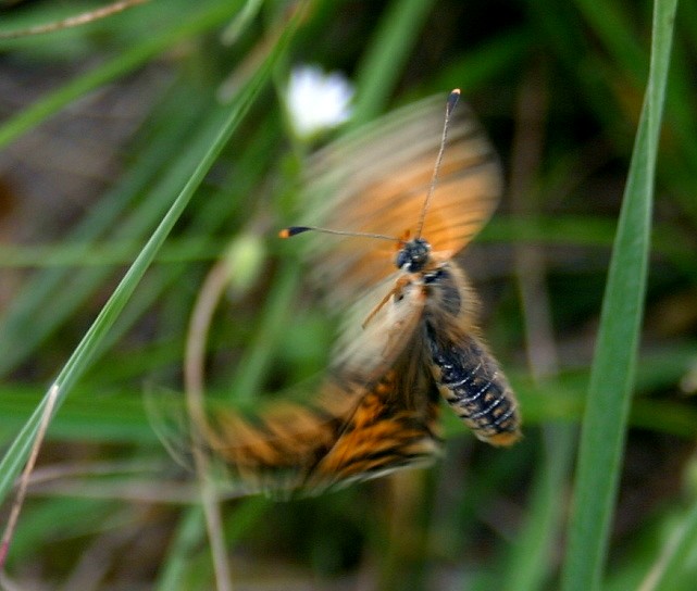 PAPILLON LA MELITEE ORANGEE AU DECOLLAGE.