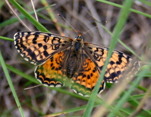 PAPILLON LA MELITEE ORANGEE.