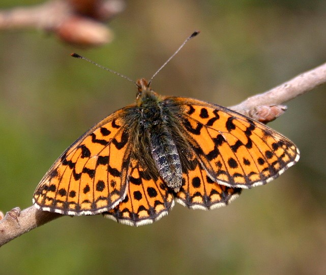 PAPILLON LA MELITEE ORANGEE.