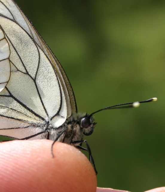 PAPILLON LE GAZE.