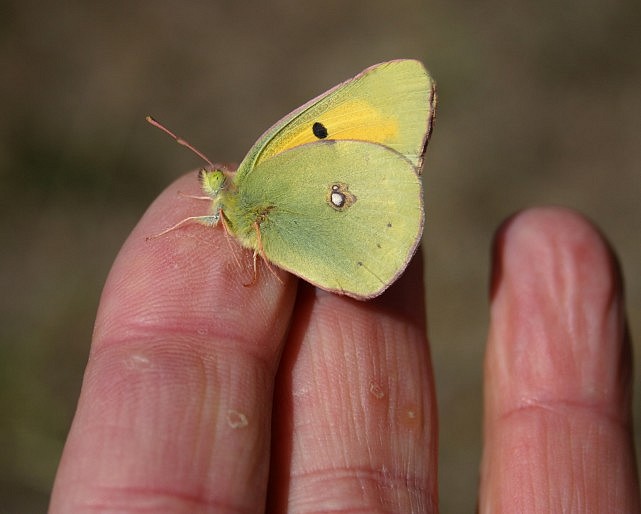 PAPILLON LE SOUCI.