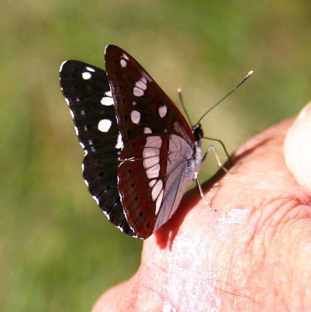 PAPILLON LE SYLVAIN DES SPIREES.