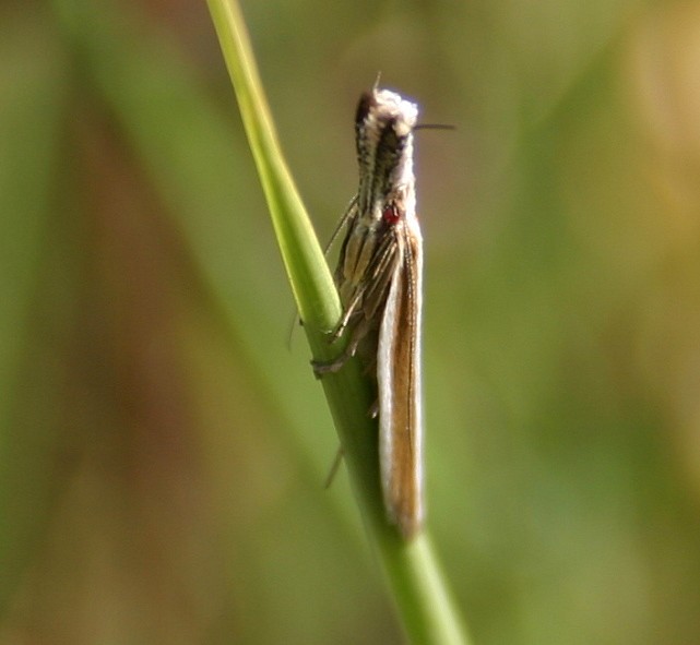 PAPILLON PEDIASIA CONTAMINELLA .