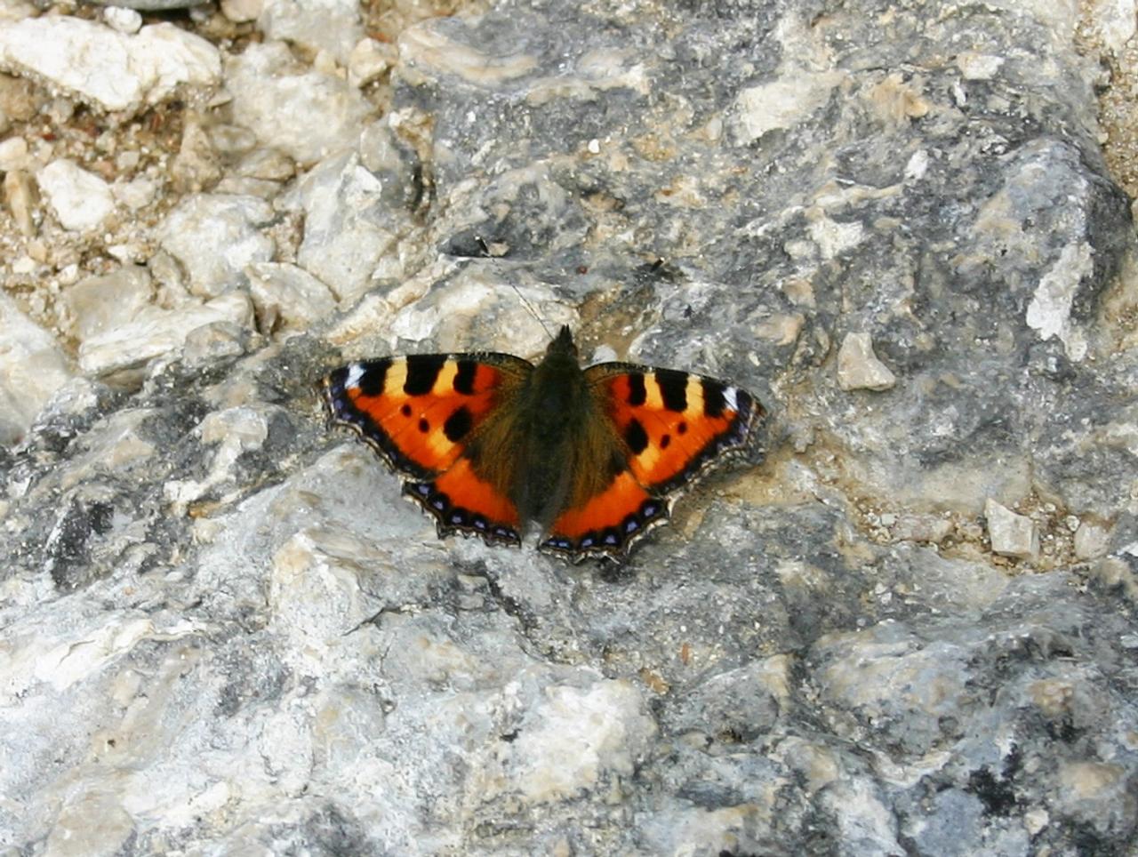 PAPILLON PETITE TORTUE .